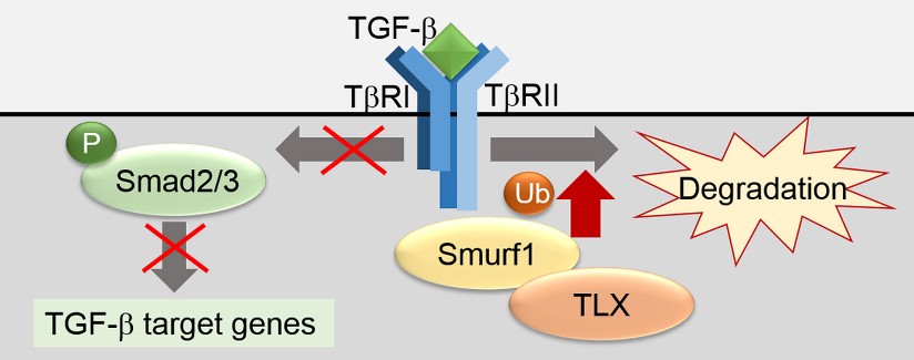 The interaction between TLX and TGF-β.jpg